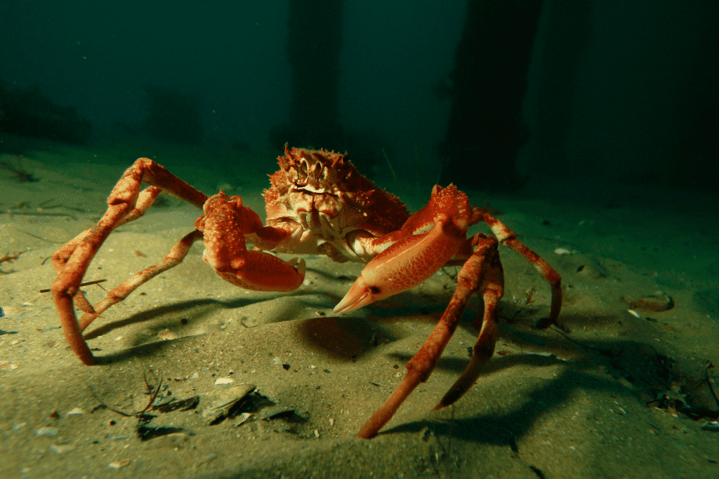 spider crabs cornwall