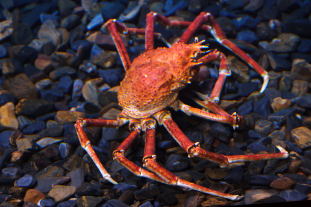 spider crabs in cornwall. the japanese spide crab