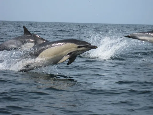 Spotting Dolphins