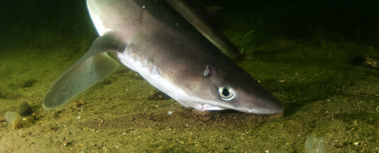 spurdog shark underwater eating