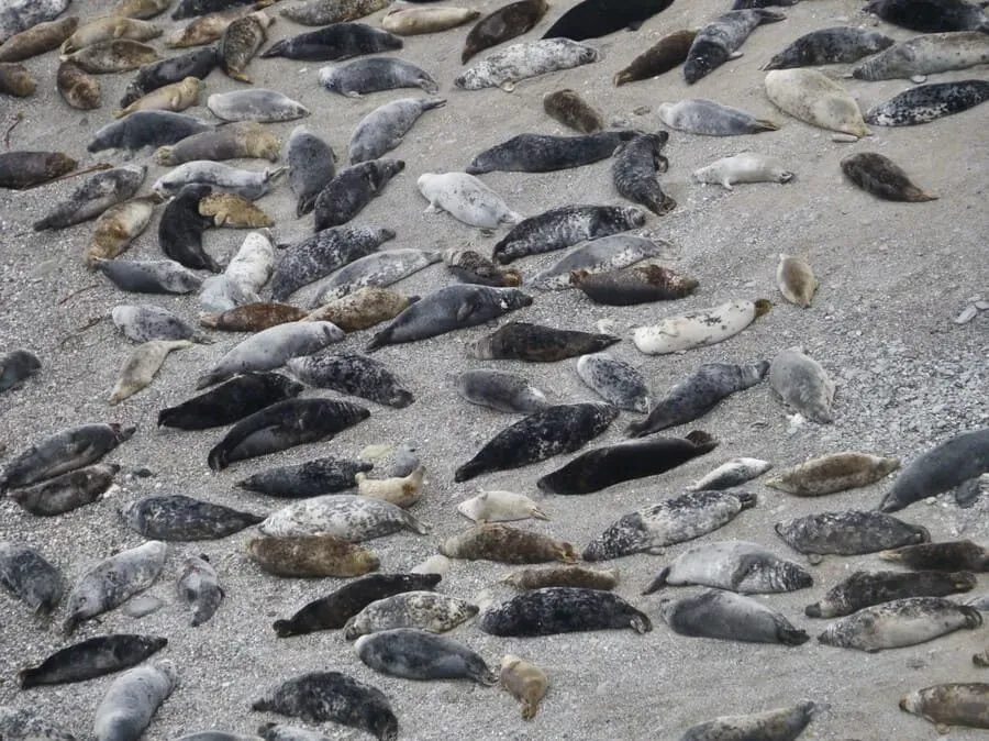 Grey Seals on St Ives to Zennor coastal walk