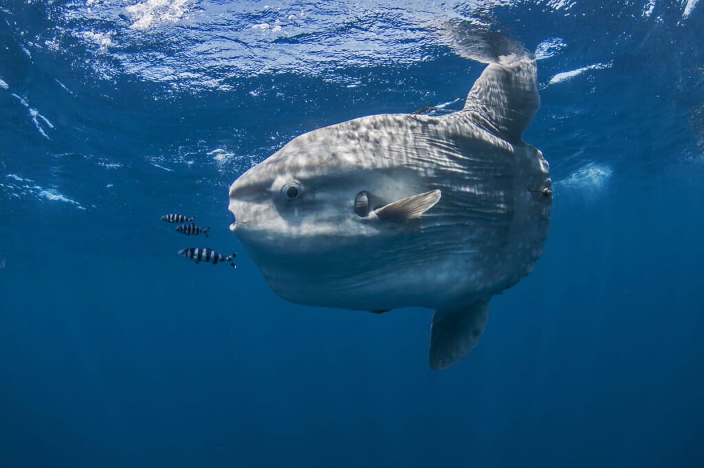 sunfish in cornwall