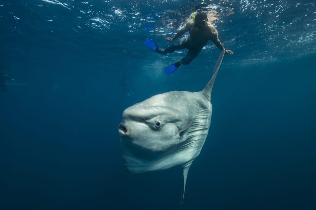 sunfish underwater diving