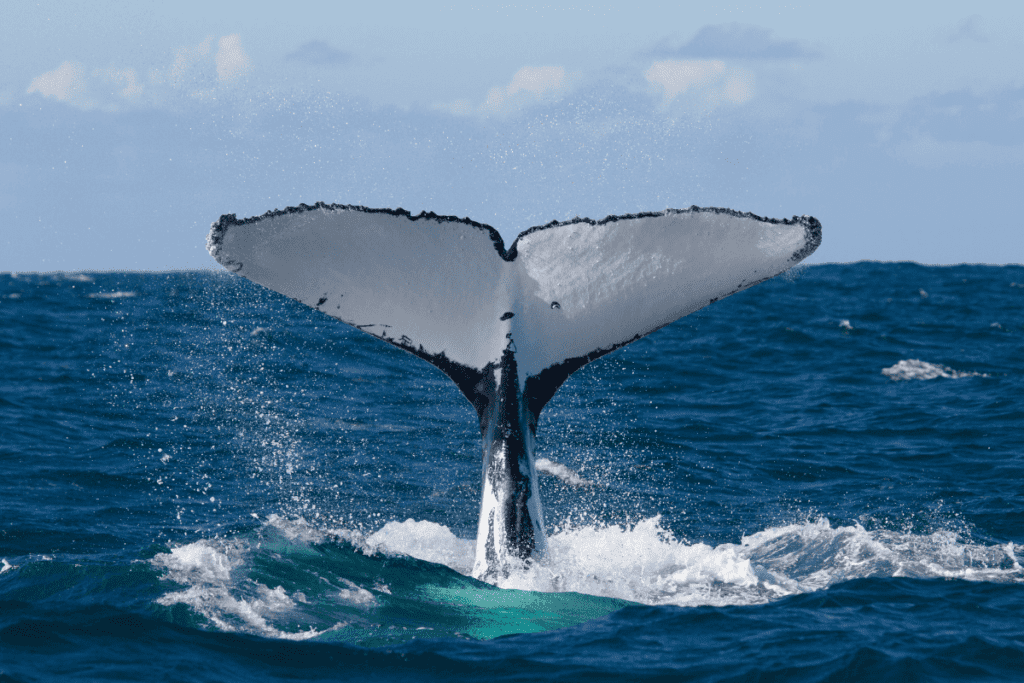 A humpback whale tail
