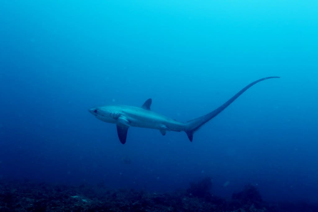 thresher shark cornwall