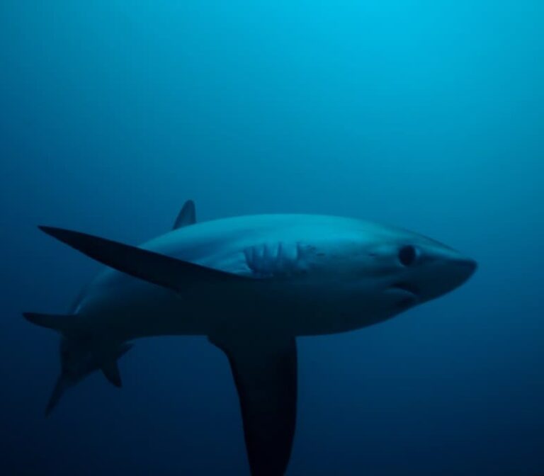 thresher shark face