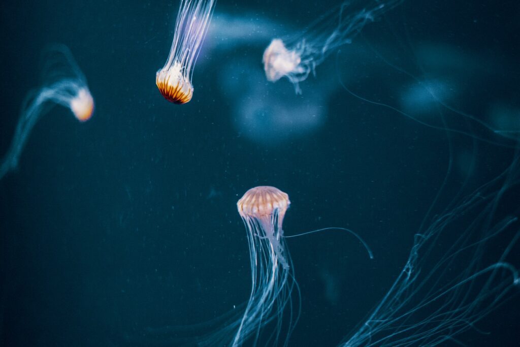 UK Jellyfish