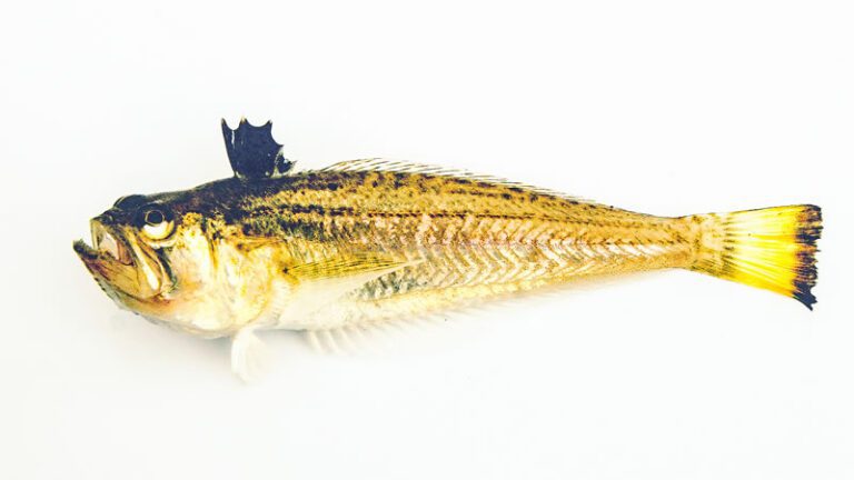 A weever fish with its stinging dorsal fin against a white background
