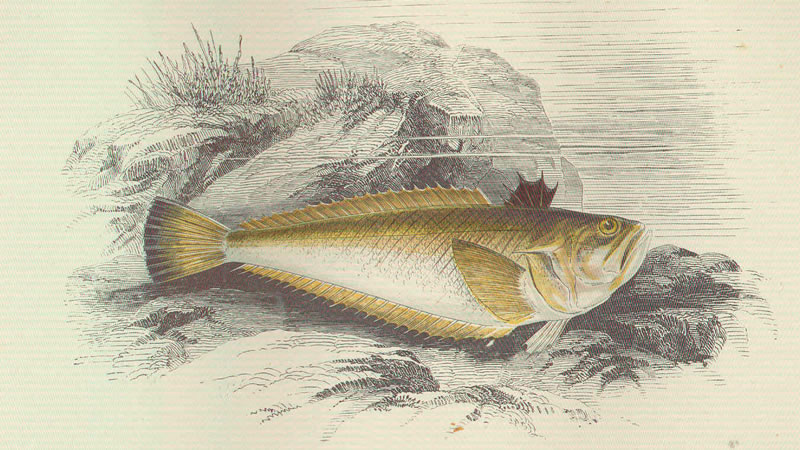 Weever Fish - Couch, Jonathan (1877) History of the Fishes of the British Isles, London: George Bell & Sons 