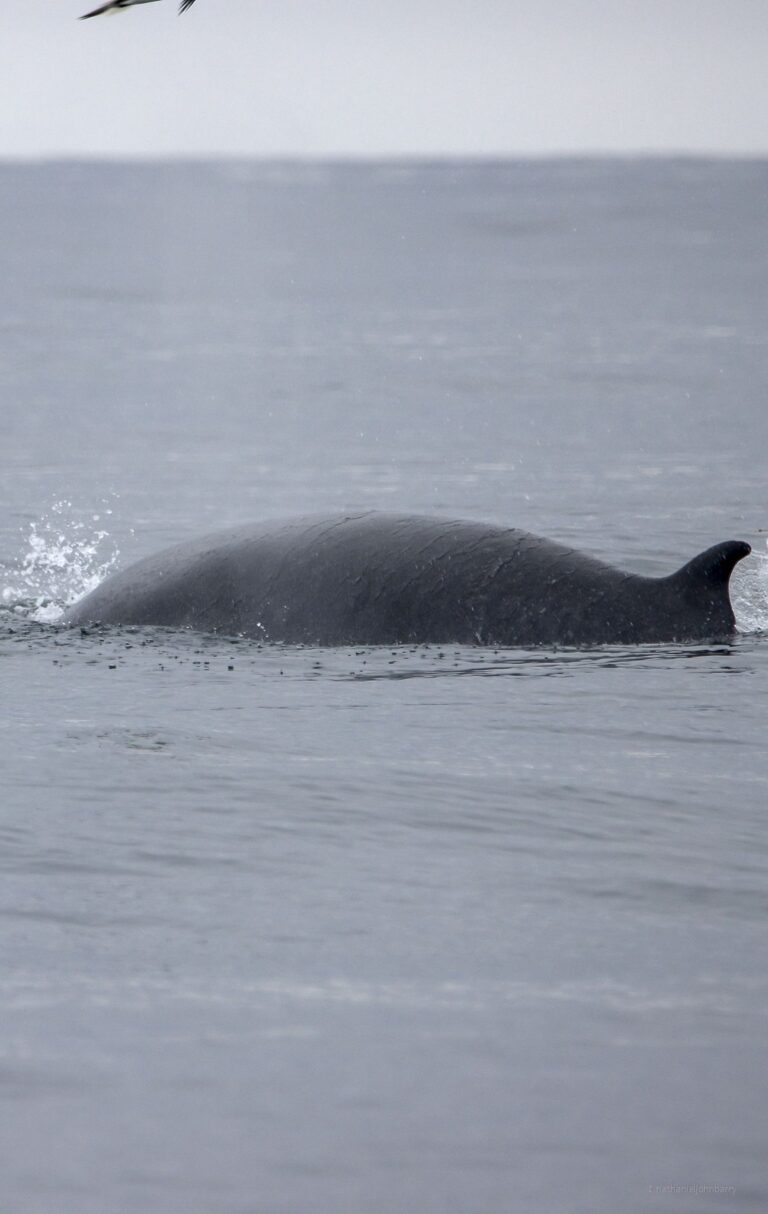 Minke Whale Padstow