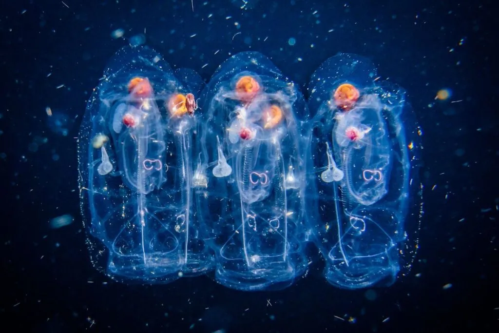 what are salps?