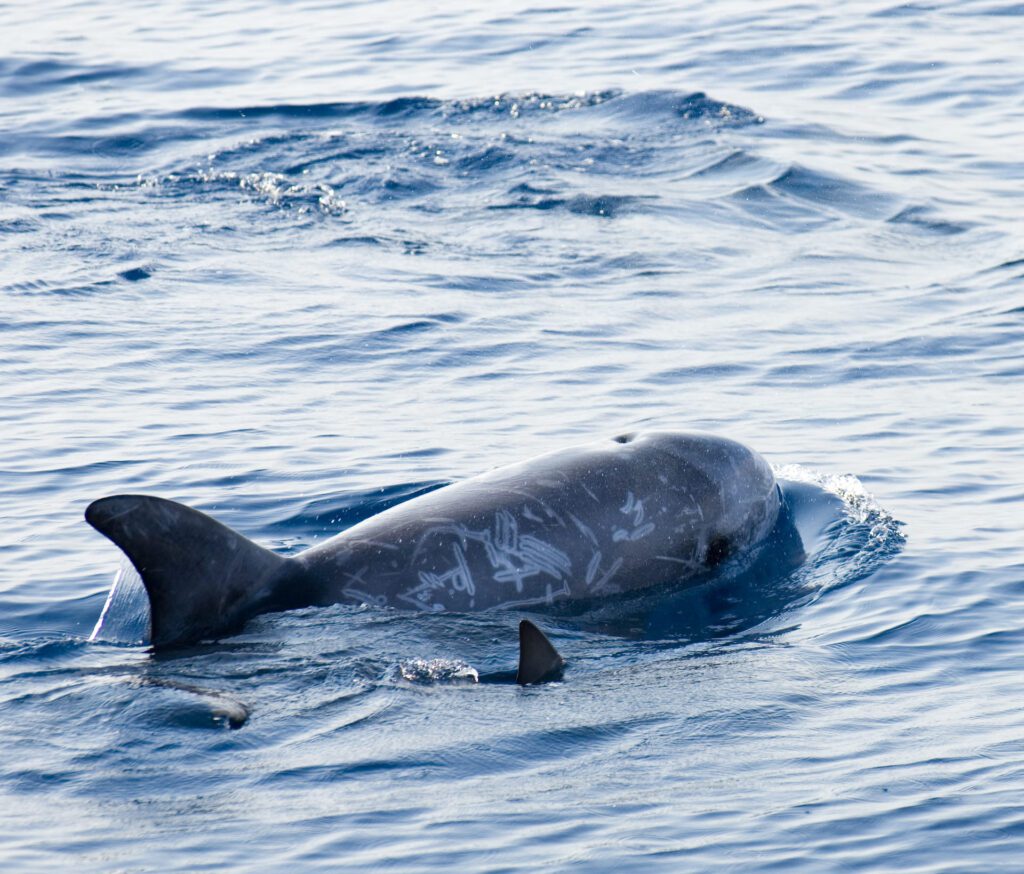 risso dolphin with calf